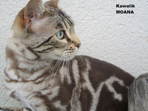 femelle bengal disponible